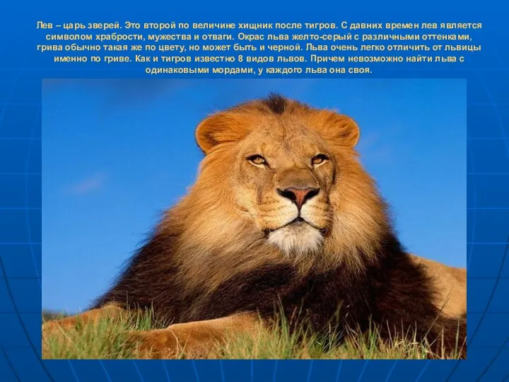 Лев – царь зверей. Это второй по величине хищник после