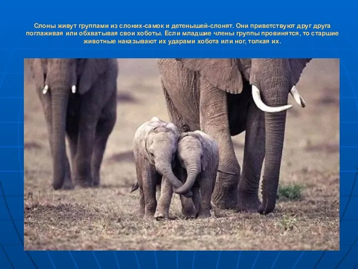 Слоны живут группами из слоних-самок и детенышей-слонят. Они приветствуют друг