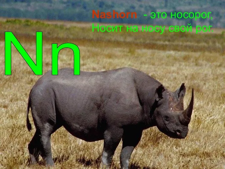 Nn Nashorn - это носорог, Носит на носу свой рог.