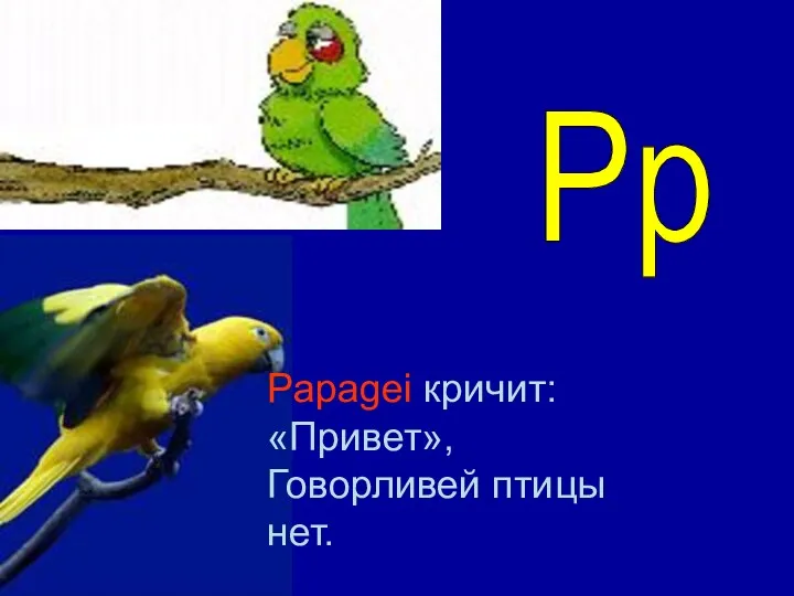 Papagei кричит: «Привет», Говорливей птицы нет. Pp