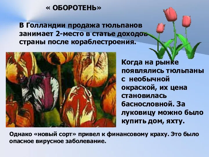 В Голландии продажа тюльпанов занимает 2-место в статье доходов страны