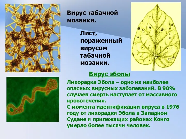 Лист, пораженный вирусом табачной мозаики. Вирус табачной мозаики. Вирус эболы