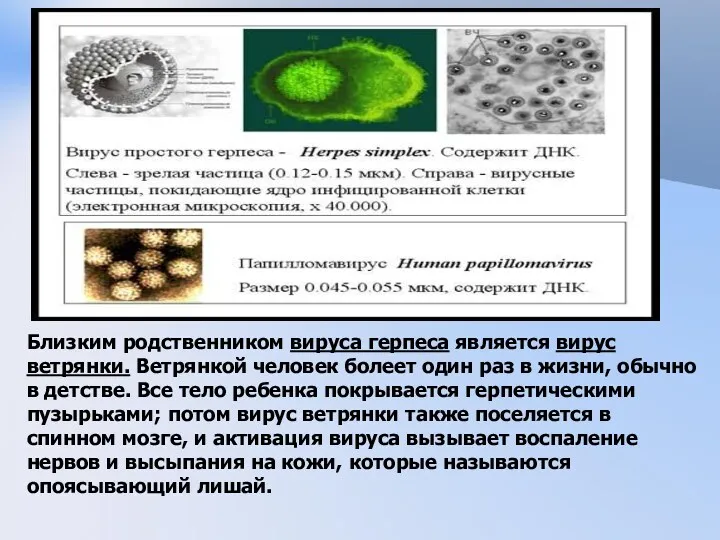 Близким родственником вируса герпеса является вирус ветрянки. Ветрянкой человек болеет