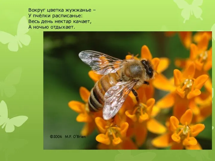 Вокруг цветка жужжанье – У пчёлки расписанье: Весь день нектар качает, А ночью отдыхает.