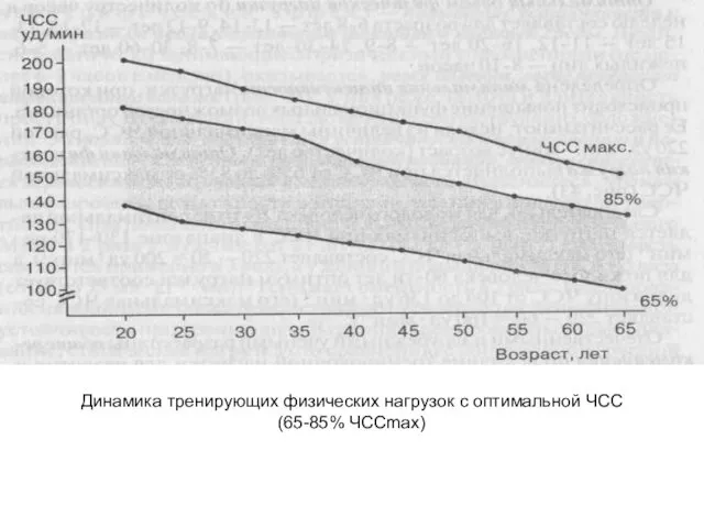 Динамика тренирующих физических нагрузок с оптимальной ЧСС (65-85% ЧССmax)