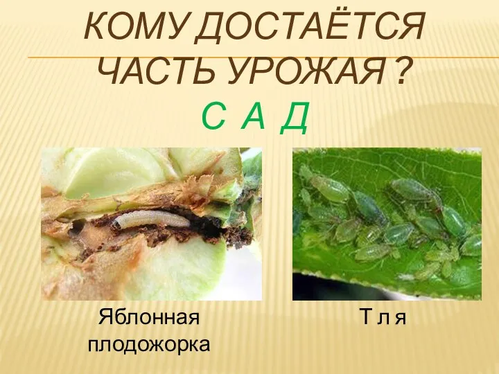 Кому достаётся часть урожая ? С А Д Яблонная плодожорка Т л я