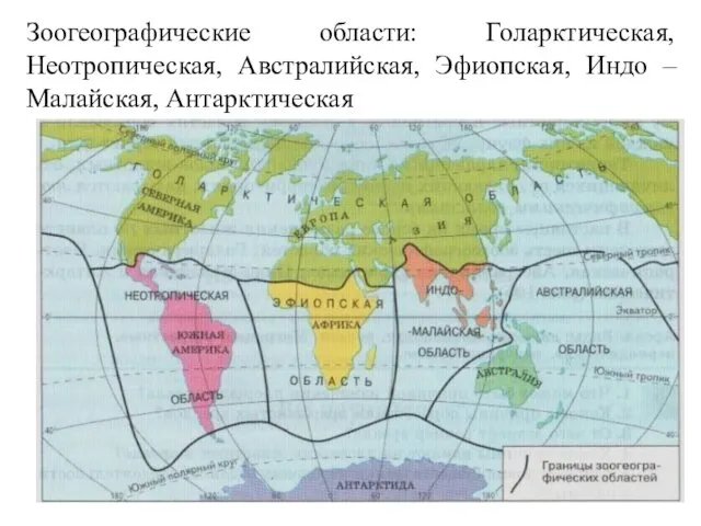 Зоогеографические области: Голарктическая, Неотропическая, Австралийская, Эфиопская, Индо – Малайская, Антарктическая