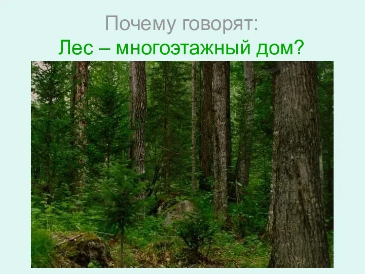 Почему говорят: Лес – многоэтажный дом?