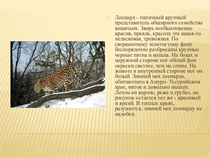 Леопард - типичный крупный представитель обширного семейства кошачьих. Зверь необыкновенно красив, правда, красота