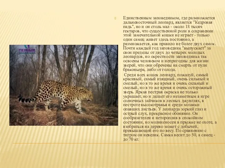 Единственным заповедником, где размножается дальневосточный леопард, является "Кедровая падь", но и он столь