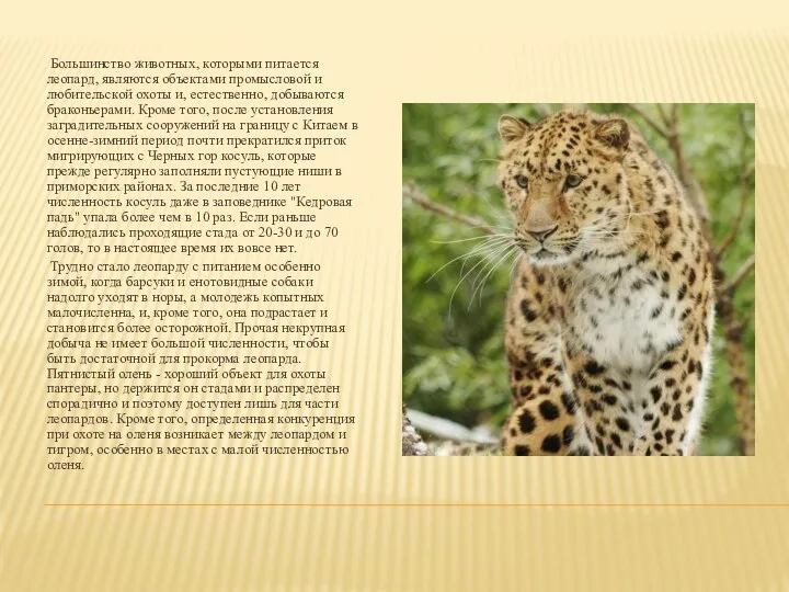Большинство животных, которыми питается леопард, являются объектами промысловой и любительской охоты и, естественно,