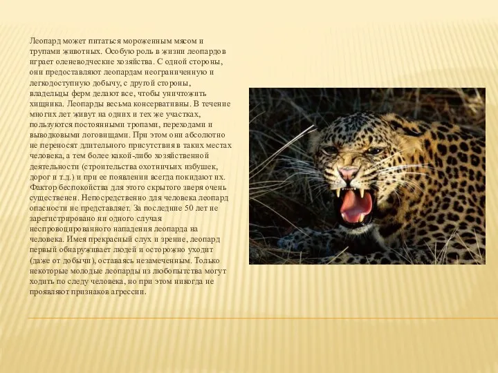 Леопард может питаться мороженным мясом и трупами животных. Особую роль в жизни леопардов
