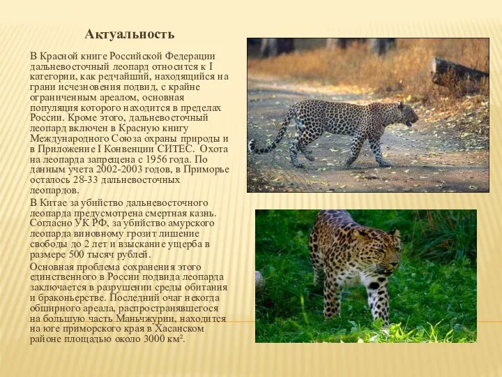Актуальность В Красной книге Российской Федерации дальневосточный леопард относится к I категории, как