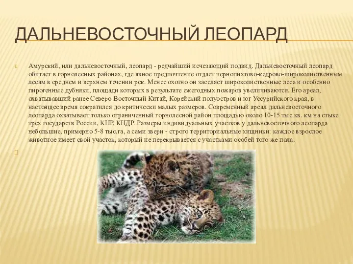 Дальневосточный леопард Амурский, или дальневосточный, леопард - редчайший исчезающий подвид. Дальневосточный леопард обитает