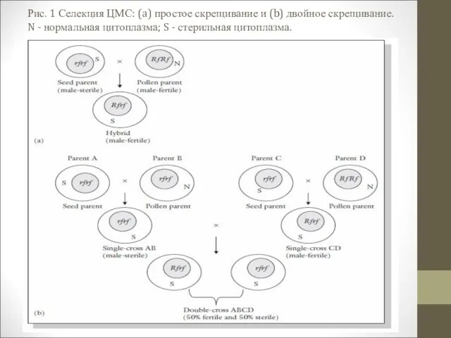 Рис. 1 Селекция ЦМС: (a) простое скрещивание и (b) двойное