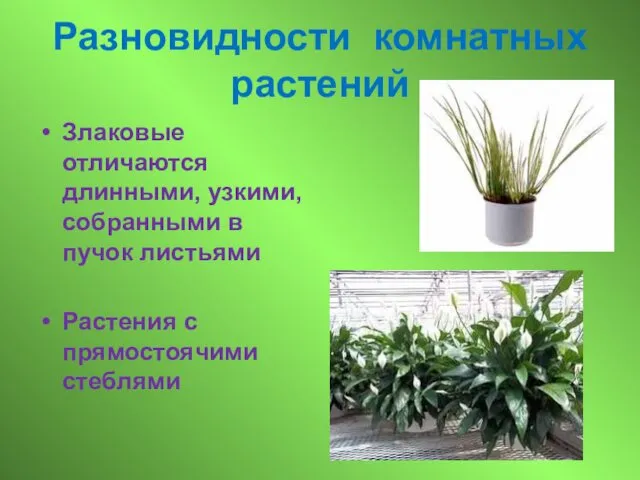 Разновидности комнатных растений Злаковые отличаются длинными, узкими, собранными в пучок листьями Растения с прямостоячими стеблями