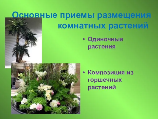 Основные приемы размещения комнатных растений Одиночные растения Композиция из горшечных растений