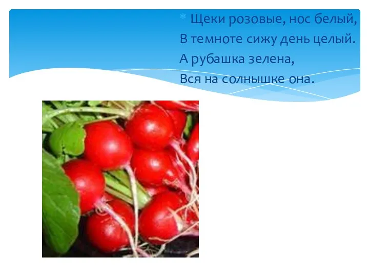 Щеки розовые, нос белый, В темноте сижу день целый. А рубашка зелена, Вся на солнышке она.