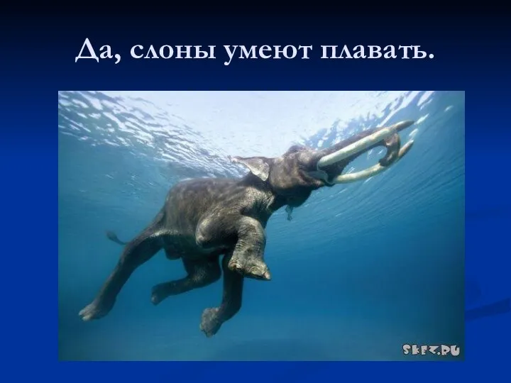 Да, слоны умеют плавать.
