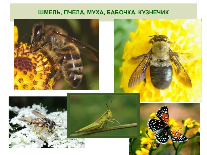 ШМЕЛЬ, ПЧЕЛА, МУХА, БАБОЧКА, КУЗНЕЧИК