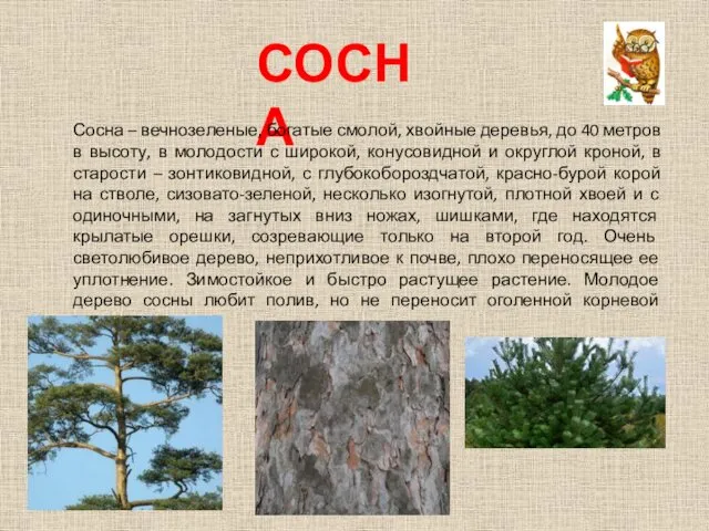 СОСНА Сосна – вечнозеленые, богатые смолой, хвойные деревья, до 40