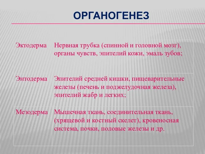 Органогенез