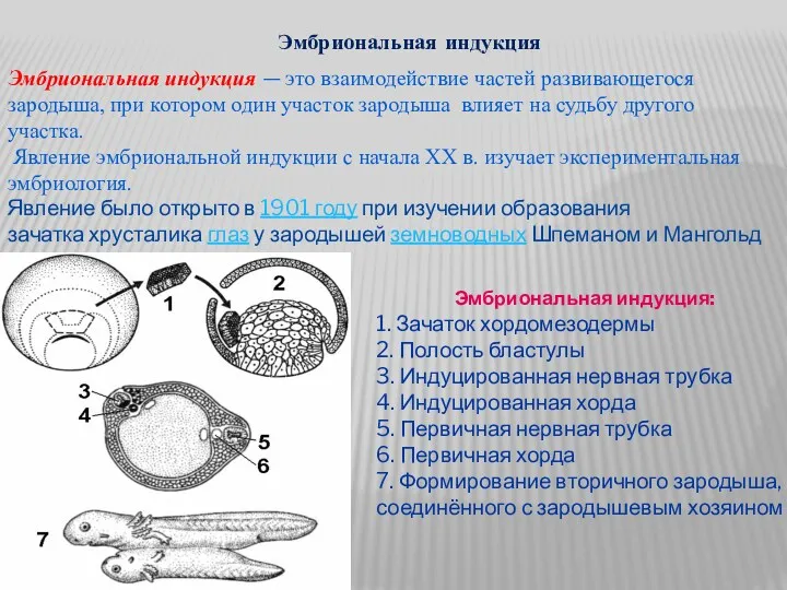 Эмбриональная индукция Эмбриональная индукция — это взаимодействие частей развивающегося зародыша,