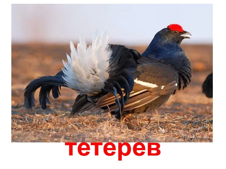 тетерев