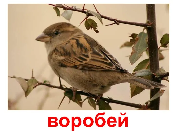 воробей