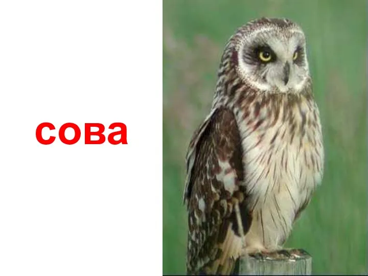 cова