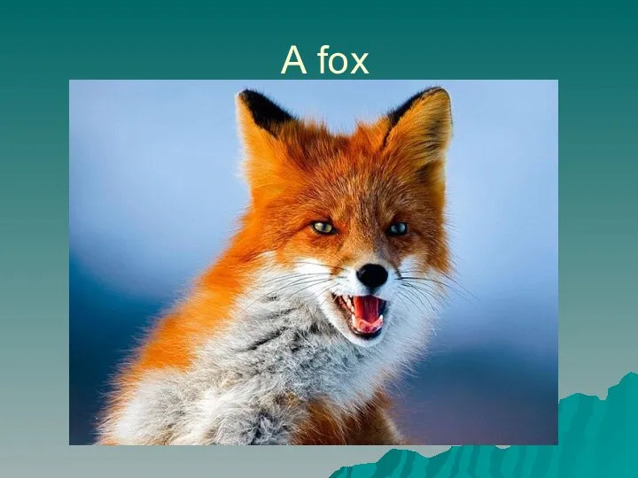 А fox