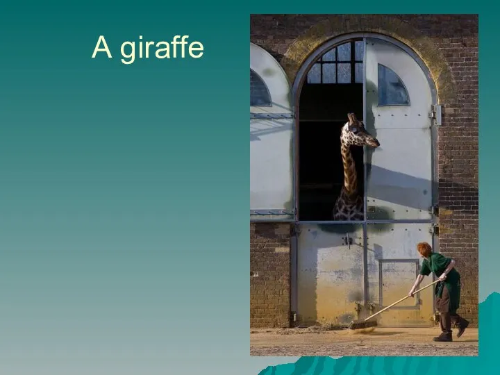 А giraffe