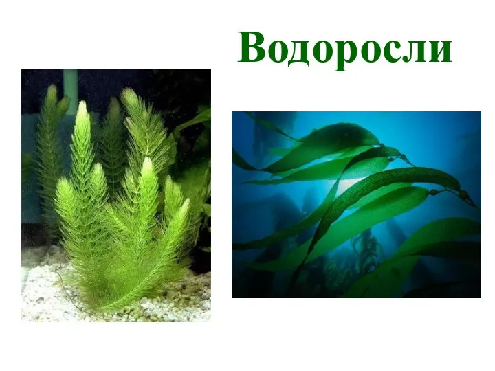 Водоросли