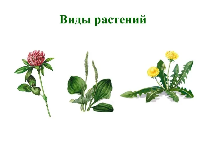 Виды растений
