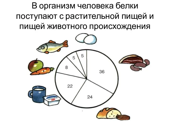 В организм человека белки поступают с растительной пищей и пищей животного происхождения