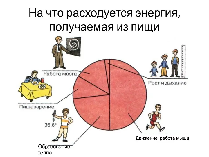 На что расходуется энергия, получаемая из пищи Образование тепла Движение, работа мышц