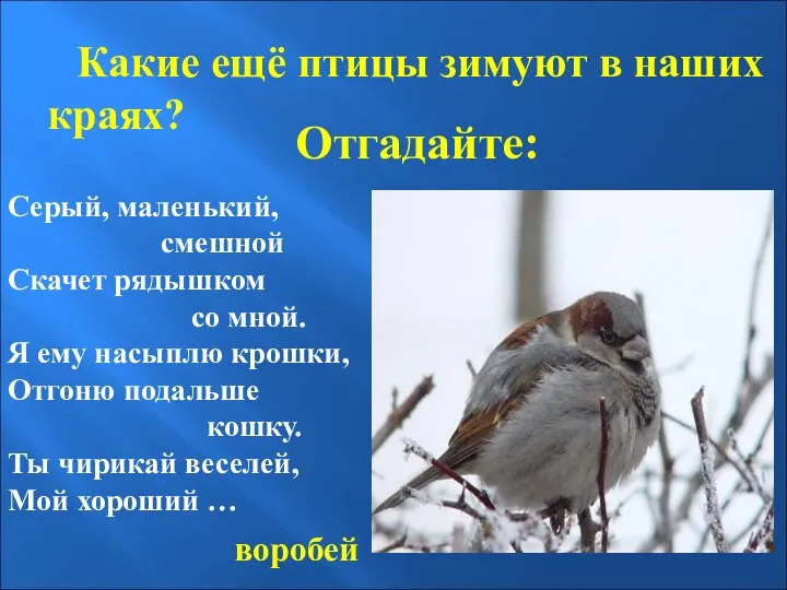 Отгадайте: Какие ещё птицы зимуют в наших краях? Серый, маленький,