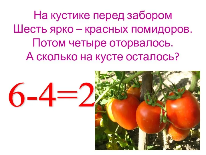 На кустике перед забором Шесть ярко – красных помидоров. Потом