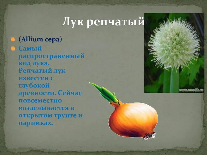 (Allium cepa) Самый распространенный вид лука. Репчатый лук известен с