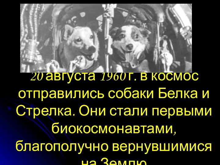 20 августа 1960 г. в космос отправились собаки Белка и