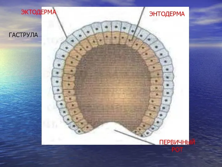 ГАСТРУЛА ЭКТОДЕРМА ЭНТОДЕРМА ПЕРВИЧНЫЙ РОТ