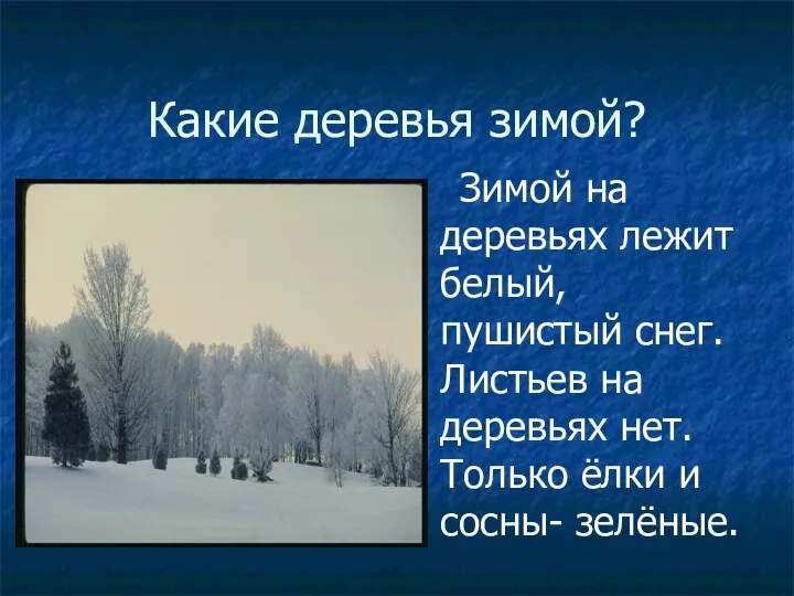 Какие деревья зимой? Зимой на деревьях лежит белый, пушистый снег.