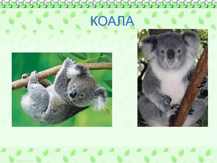 КОАЛА