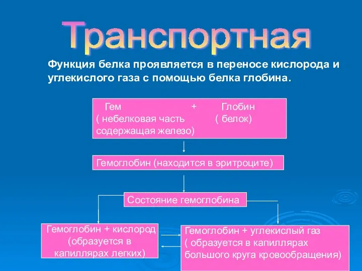 Функция белка проявляется в переносе кислорода и углекислого газа с