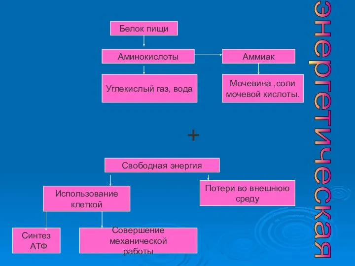 энергетическая Белок пищи Аминокислоты Углекислый газ, вода Аммиак Мочевина ,соли