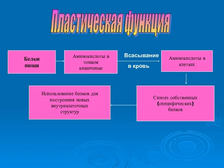 Пластическая функция Белки пищи Аминокислоты в клетках Синтез собственных (специфических)