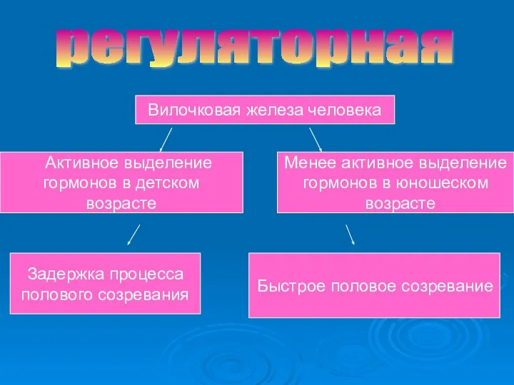 Задержка процесса полового созревания Вилочковая железа человека Быстрое половое созревание