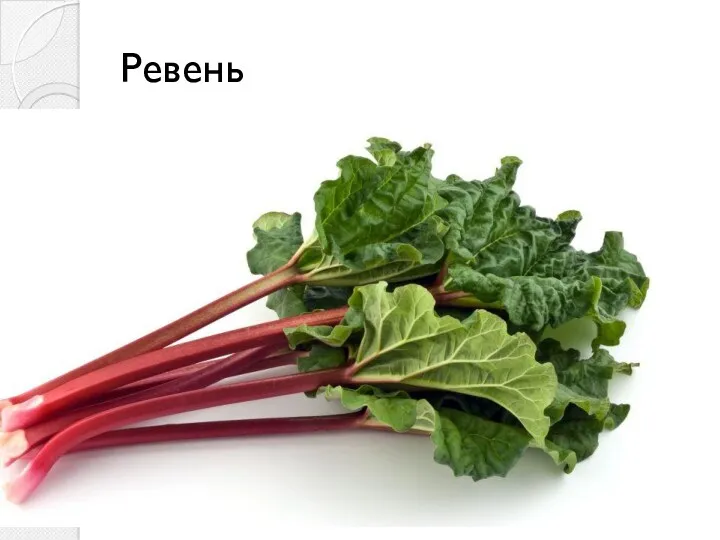 Ревень