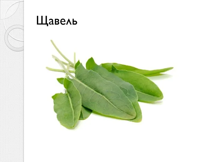 Щавель