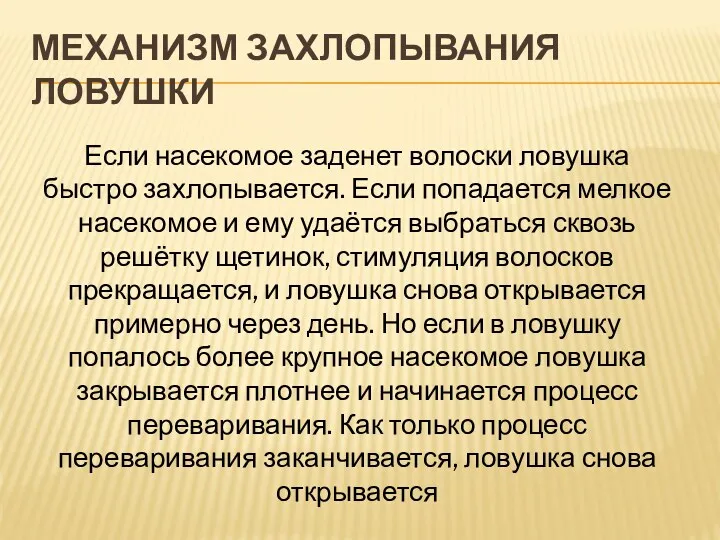 Механизм захлопывания ловушки Если насекомое заденет волоски ловушка быстро захлопывается.